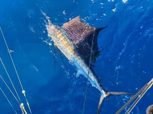 Florida Sailfish Season: Best Months, Spots & Trolling Lures