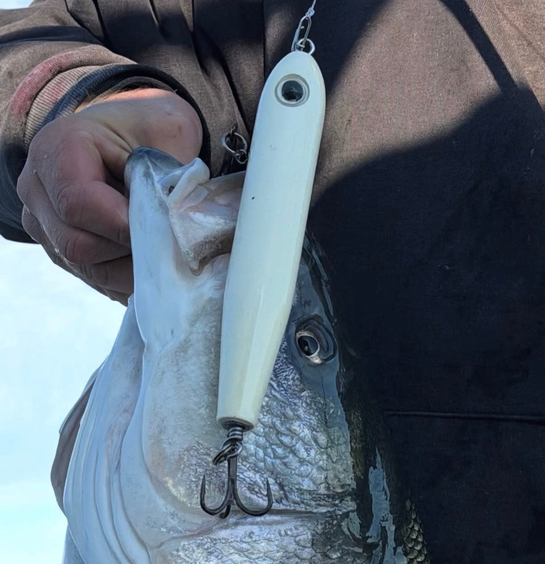 California Striped Bass Fall Run: Delta & Surf Fishing Guide