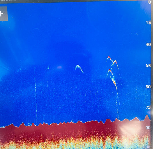 California Bluefin Tuna Season: Late-Season Fall Outlook