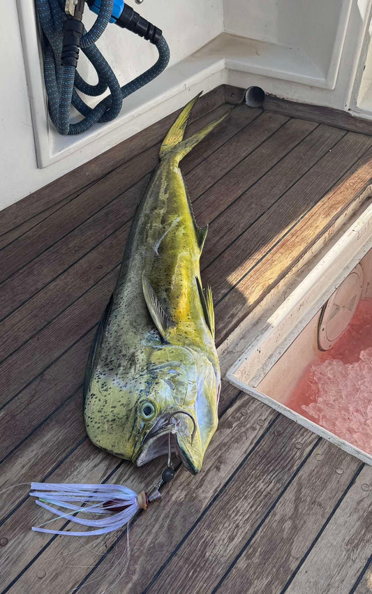 Best Lures for Mahi Mahi: Colors, Sizes & Trolling Spreads