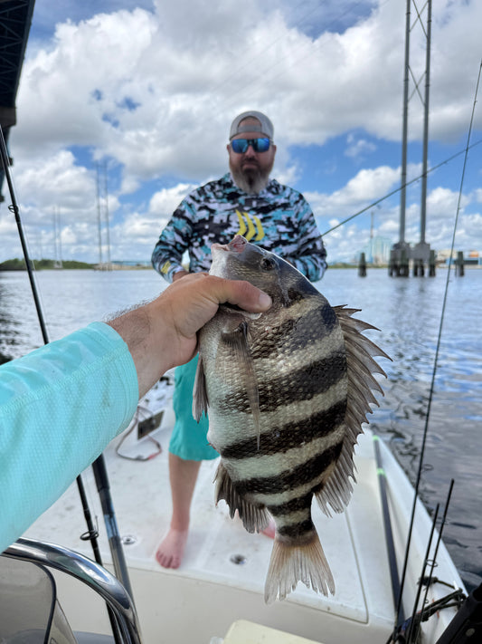 Florida Sheepshead Season: Best Months & Structure Fishing