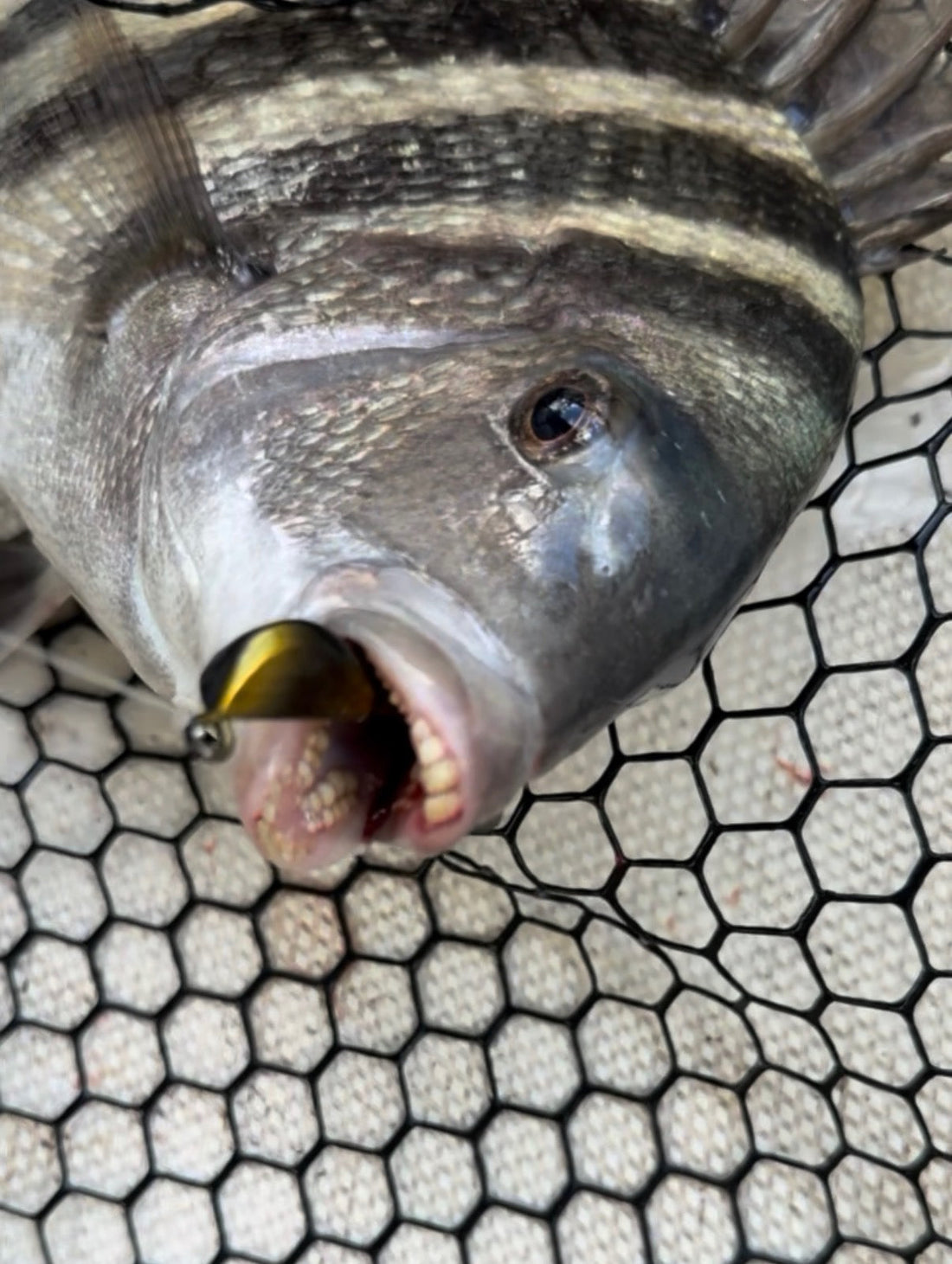Best Sheepshead Jigs: Tog Jig Techniques for Structure Fishing