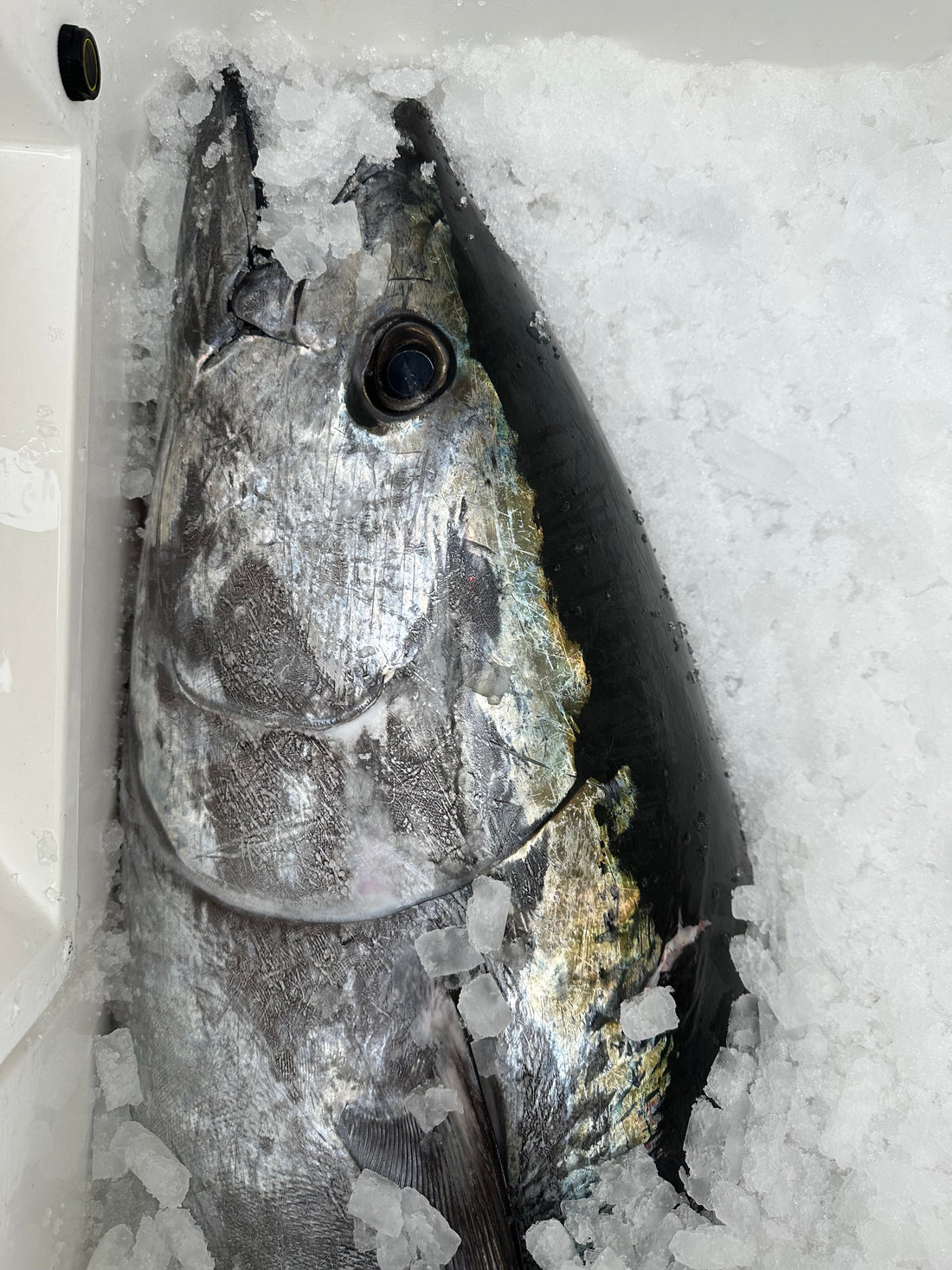 Trolling Speed Chart: The Right Speed for Tuna, Mahi, Wahoo & Marlin