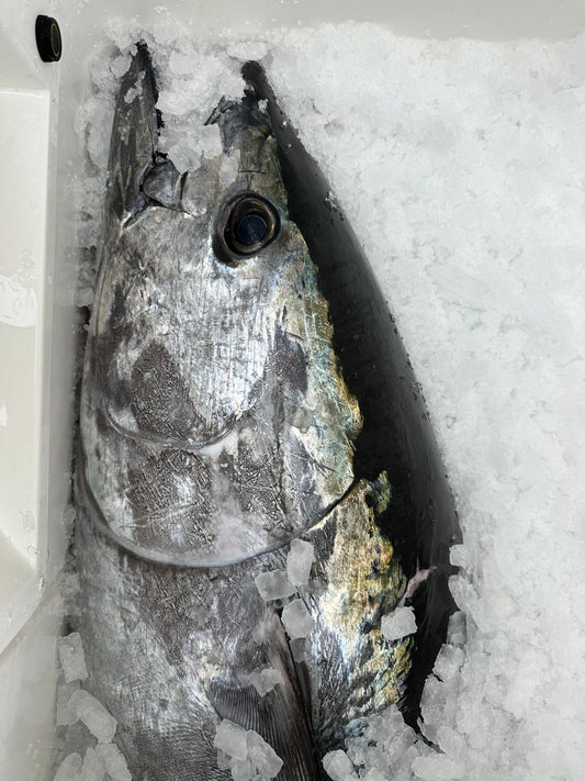 Trolling Speed Chart: The Right Speed for Tuna, Mahi, Wahoo & Marlin
