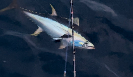 Lighting Up the Deep: Why Glow Lures Dominate the Tuna Spread