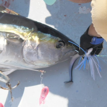 Texas Yellowfin Tuna Season: Best Months, Rigs & Trolling Spread