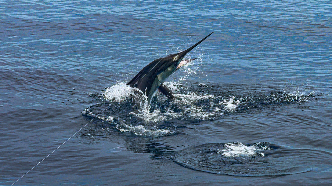 Mastering the Switch: Why the Magic Chugger is the Ultimate Marlin Closer