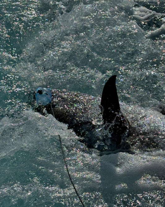 Bluefin Tuna Fishing Off New Jersey: Canyon Season Guide