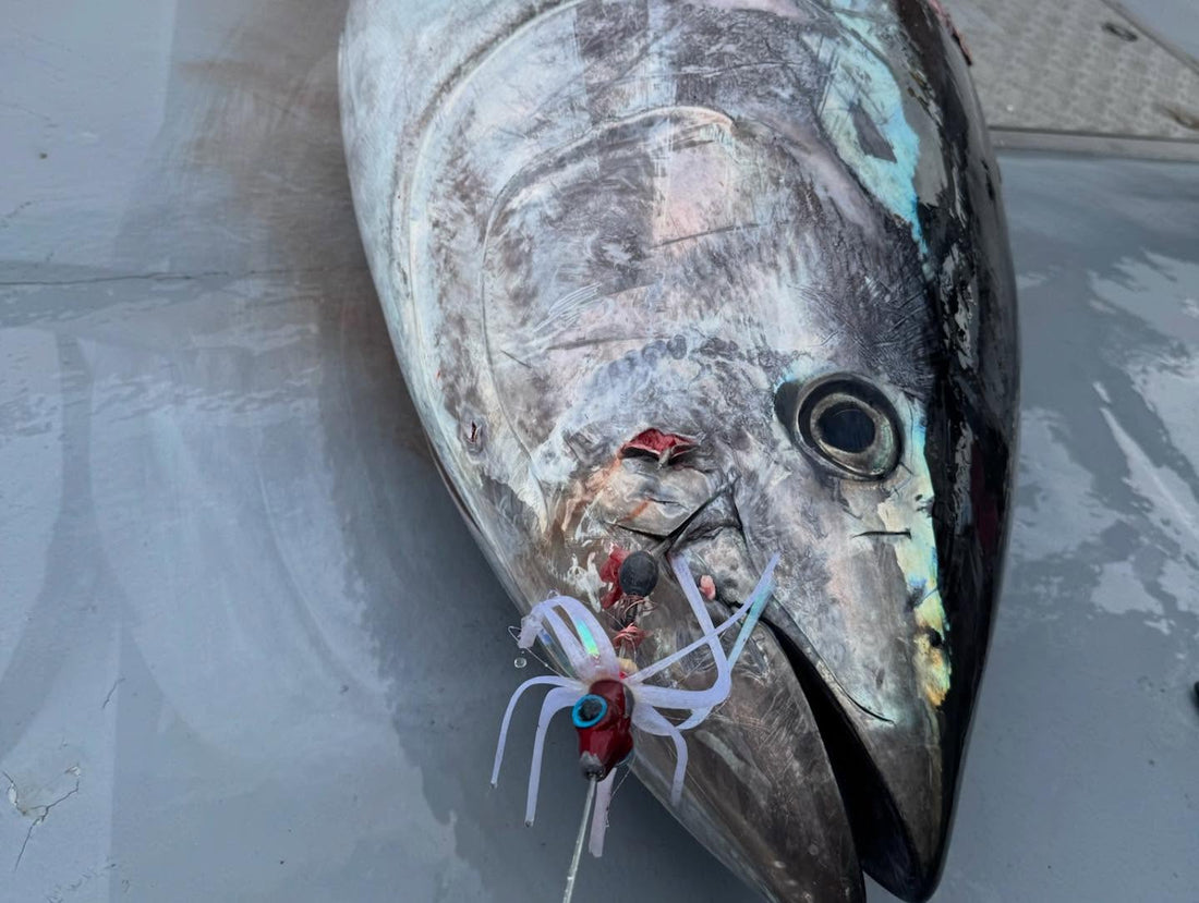 Mastering the Bluefin bite