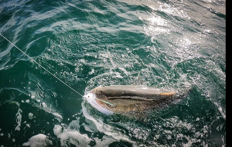 Mojo Lures