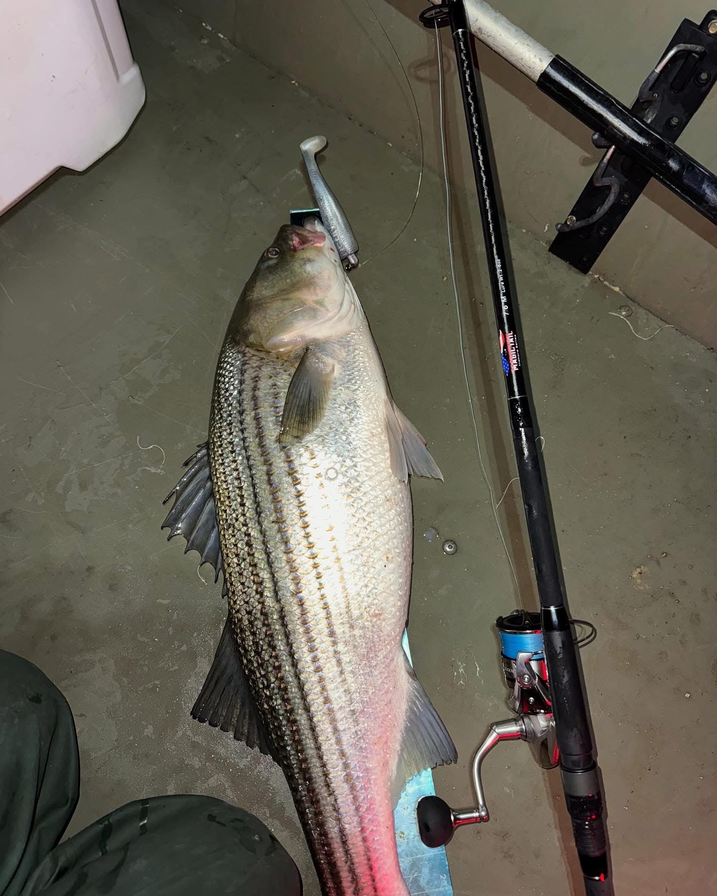 Striped Bass