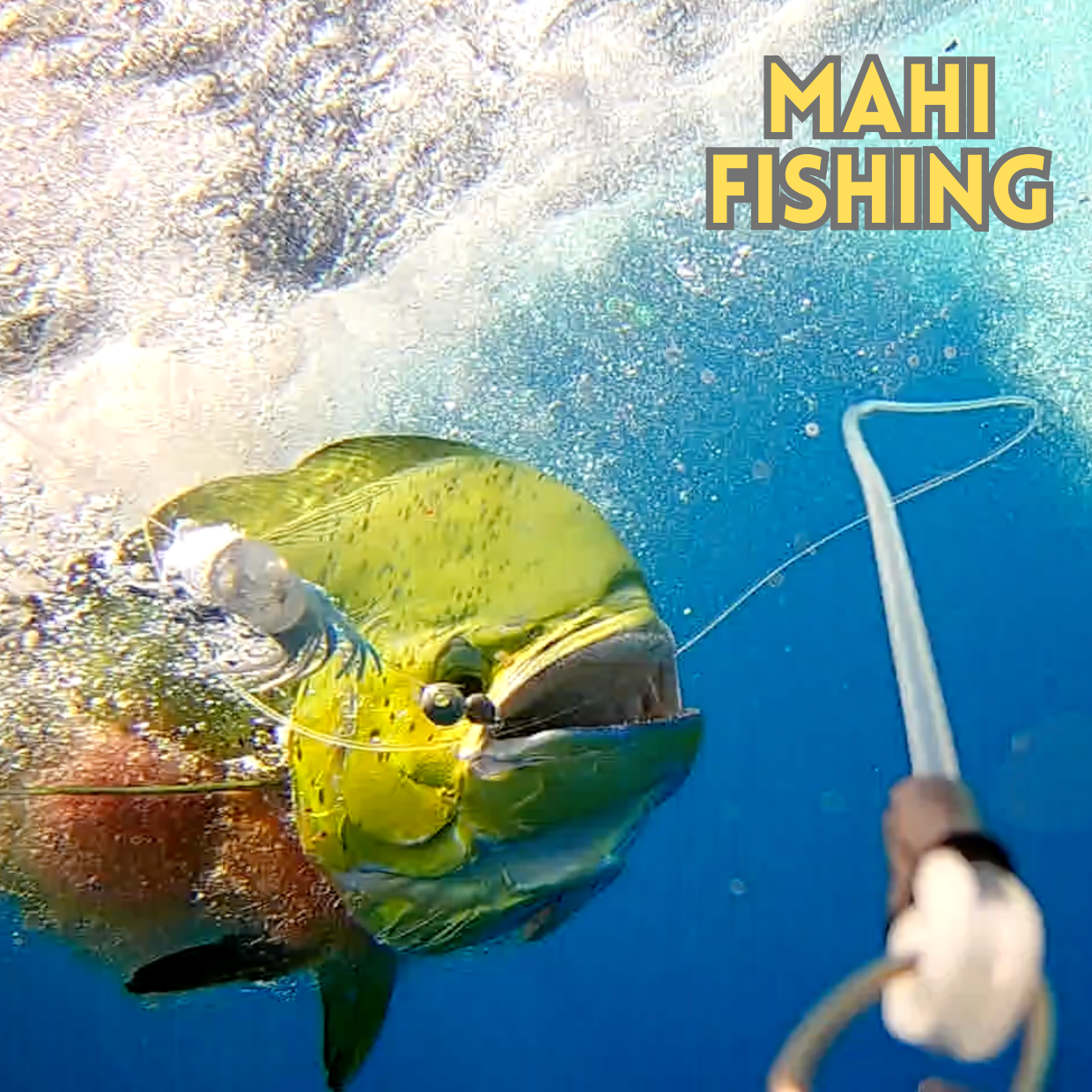 Mahi Fishing