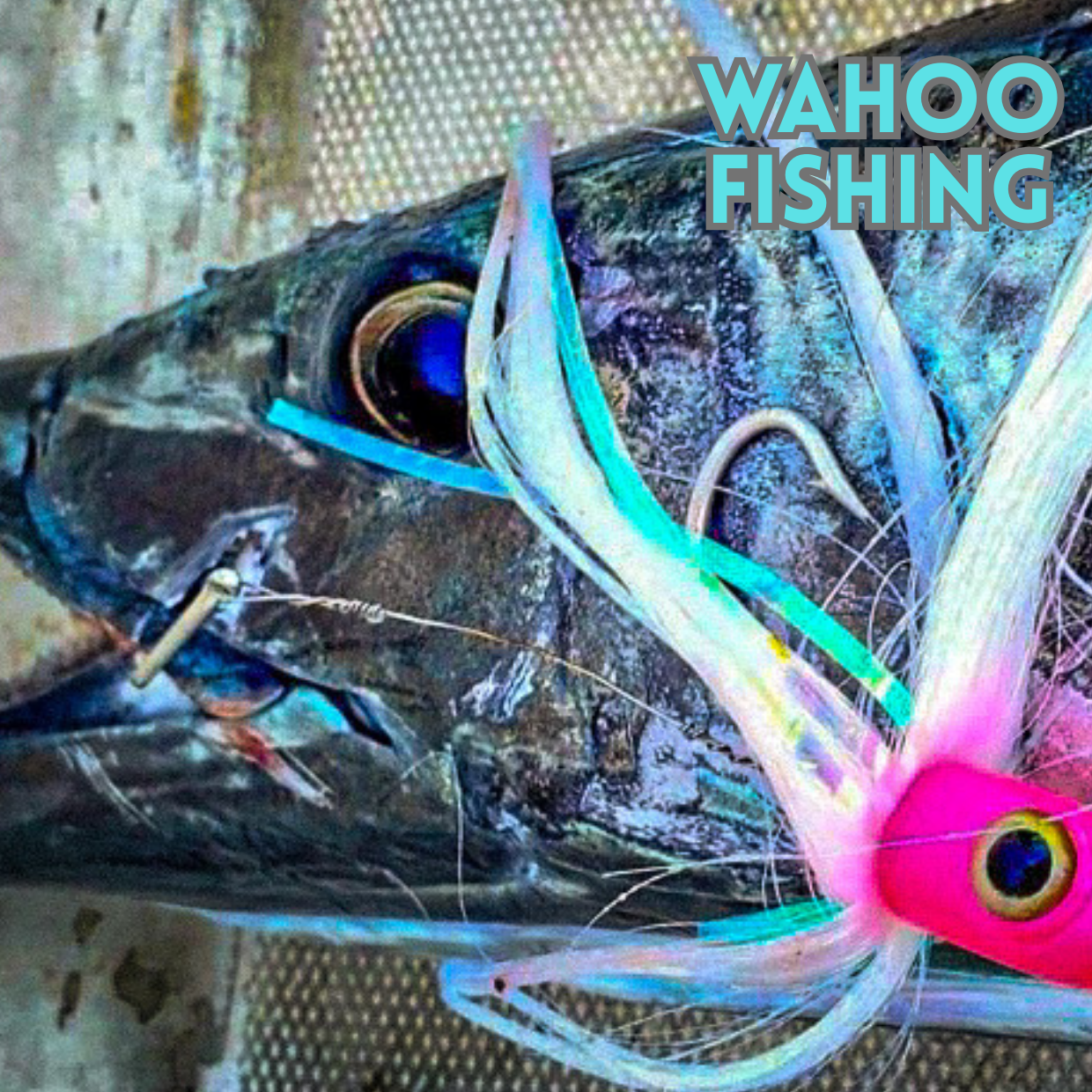 Wahoo Fishing