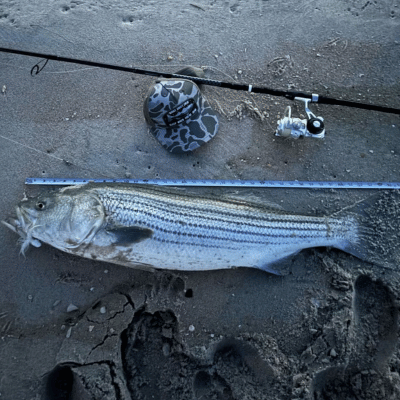 Striped Bass Fishing