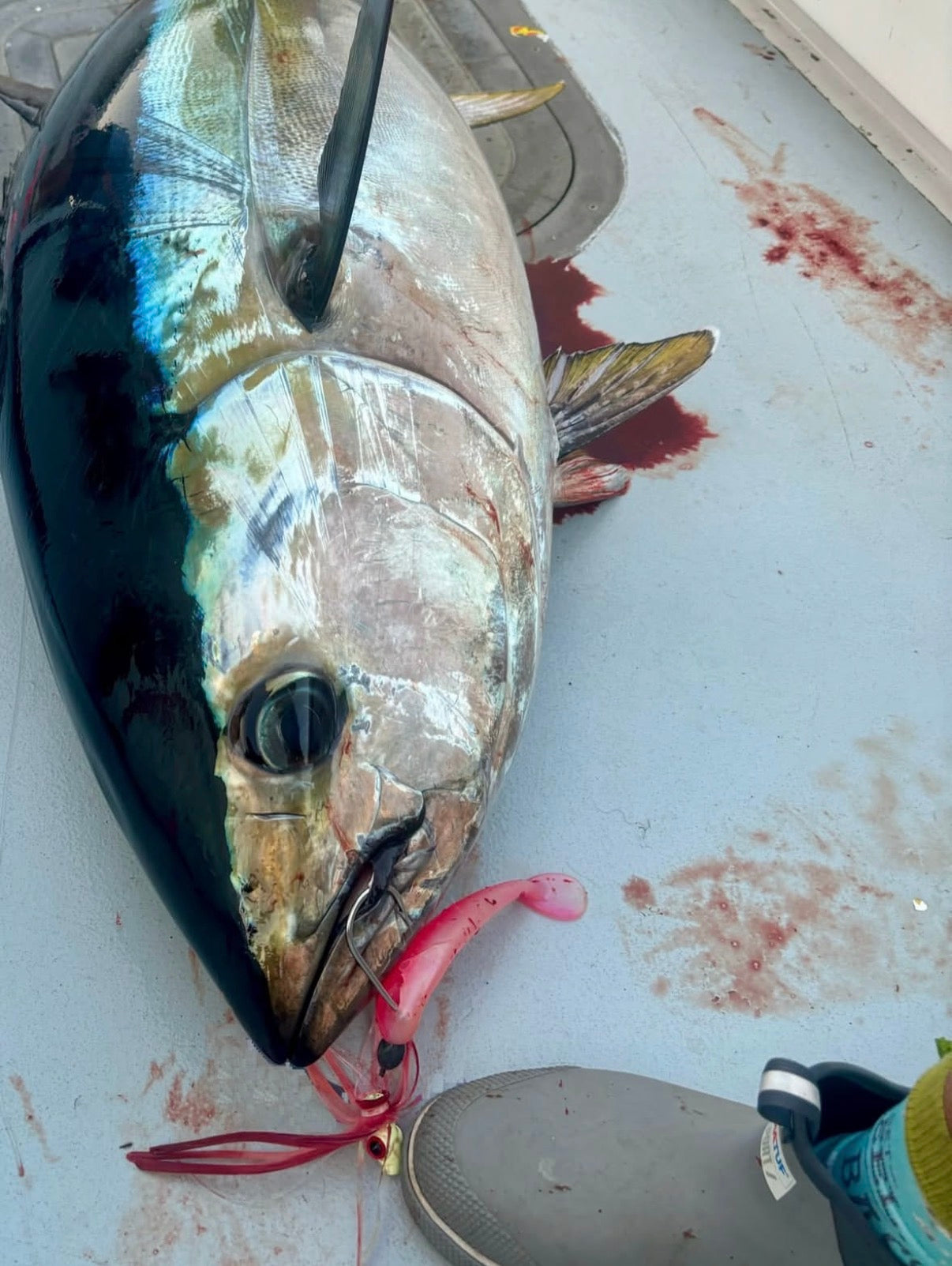 Unrigged Magic Ballyhoo Bundle